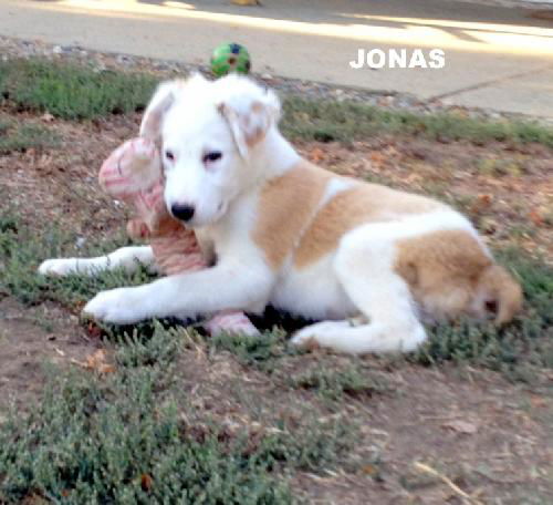 Jonas (Puppy)