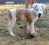 Jonas (Puppy)