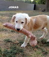 Jonas (Puppy)