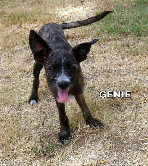 Genie (Puppy)