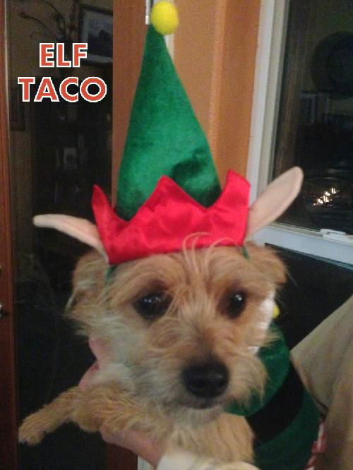 Elf Taco