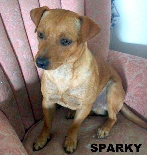 Sparky