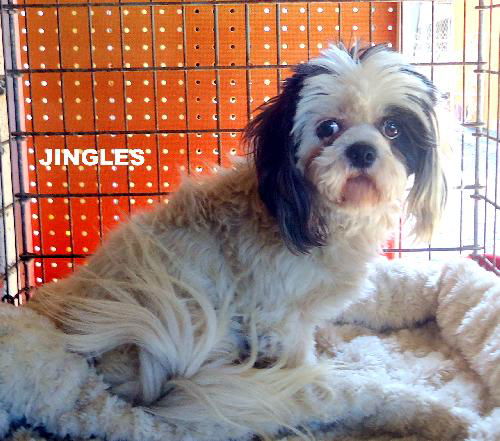 Jingles (Ritzy, GrandPaws)