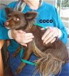 Coco (GrandPaws)