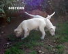 Andrews Sisters Pups