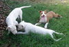Andrews Sisters Pups