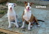 Andrews Sisters Pups