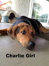 Charlie Girl