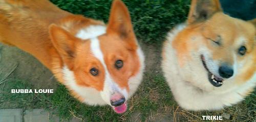 Bubba Louie and Trixie (Ritzy)