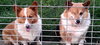 Bubba Louie and Trixie (Ritzy)