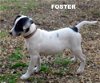 Foster (Puppy)