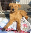 Clifford & Friends (Puppy)