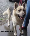 McKinley
