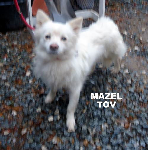 Mazel Tov