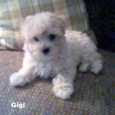 Gigi (Posh Puppy)