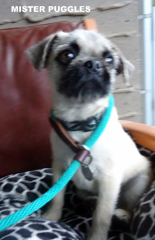 Mister Puggles (Puppy)