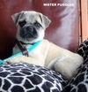 Mister Puggles (Puppy)