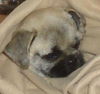 Mister Puggles (Puppy)