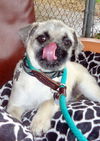 Mister Puggles (Puppy)