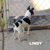 Lindy