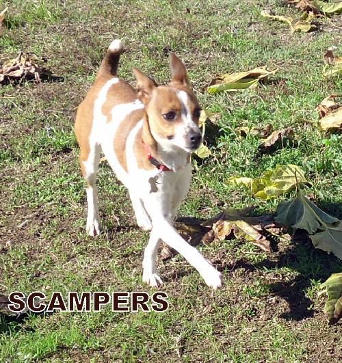 Scampers