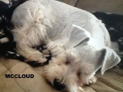 McCloud (Ritzy)