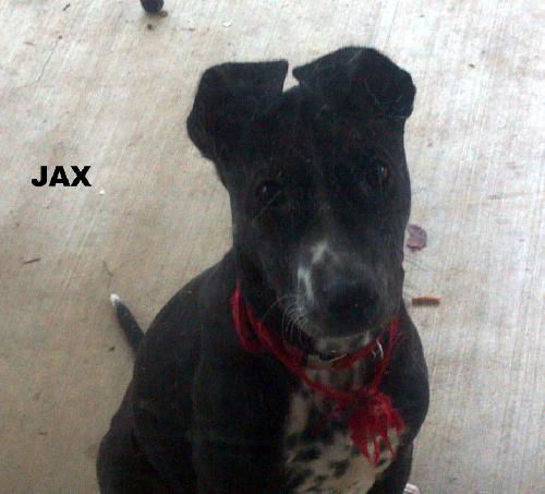 Jax (Puppy)