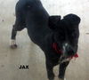 Jax (Puppy)