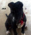 Jax (Puppy)