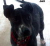 Jax (Puppy)