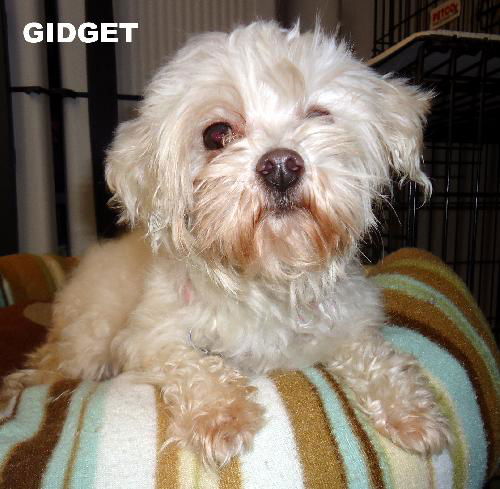 Gidget (Ritzy)