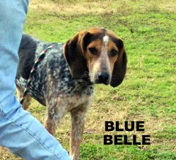Blue Belle (Ritzy)