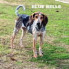 Blue Belle (Ritzy)