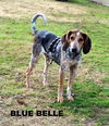 Blue Belle (Ritzy)