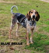 Blue Belle (Ritzy)