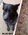 Blue Boy (Ritzy)