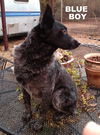 Blue Boy (Ritzy)