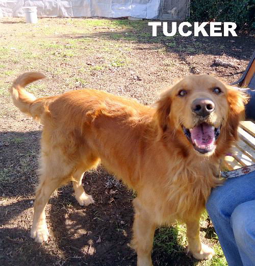 Tucker (Ritzy)