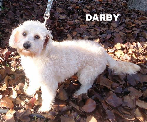 Darby (Ritzy)