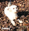 Darby (Ritzy)