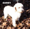 Darby (Ritzy)