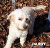 Darby (Ritzy)