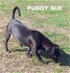Puggy Sue