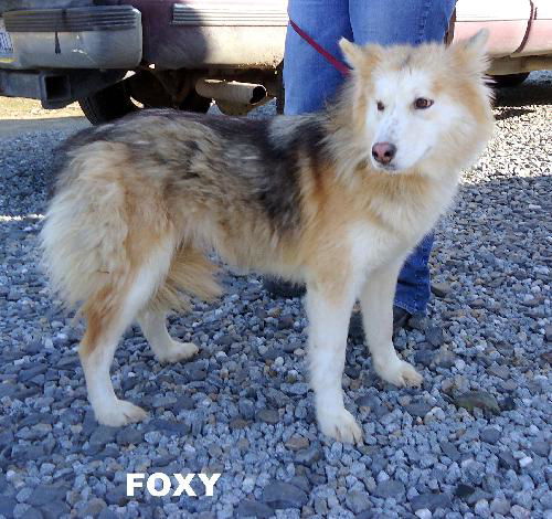 Foxy