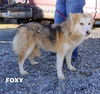 Foxy