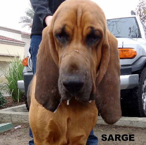 Sarge (Ritzy)