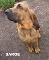 Sarge (Ritzy)