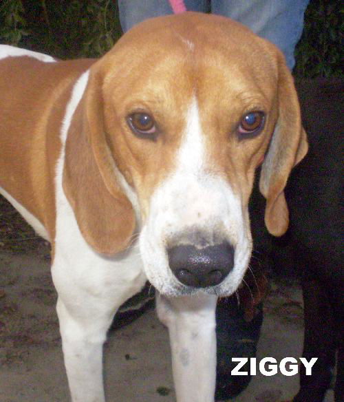 Ziggy (Ritzy)