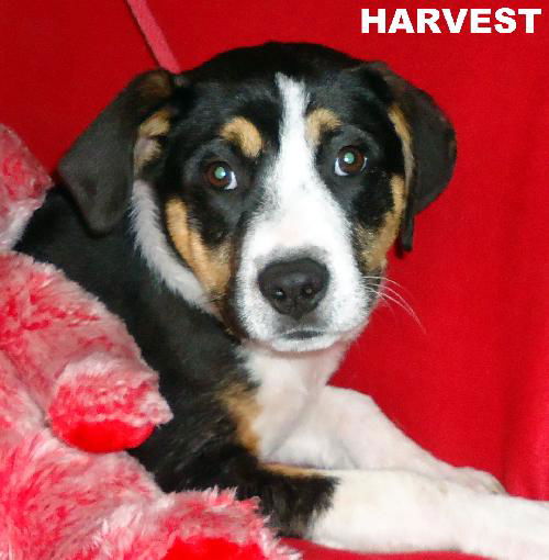 Harvest (Puppy)