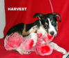 Harvest (Puppy)